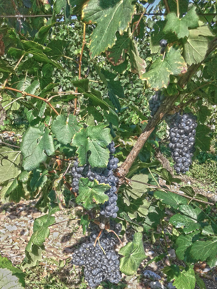 agriturismo-tambour-uva-vino