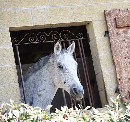 tambor agriturismo maneggio cavalli