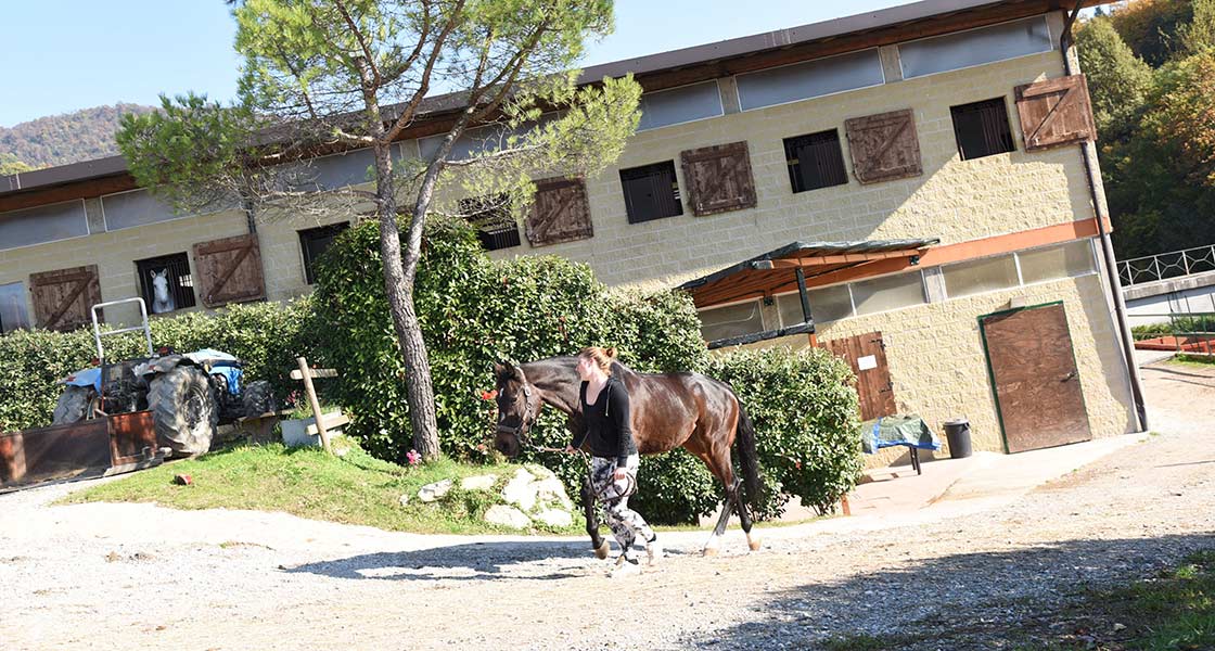 Maneggio dei cavalli4