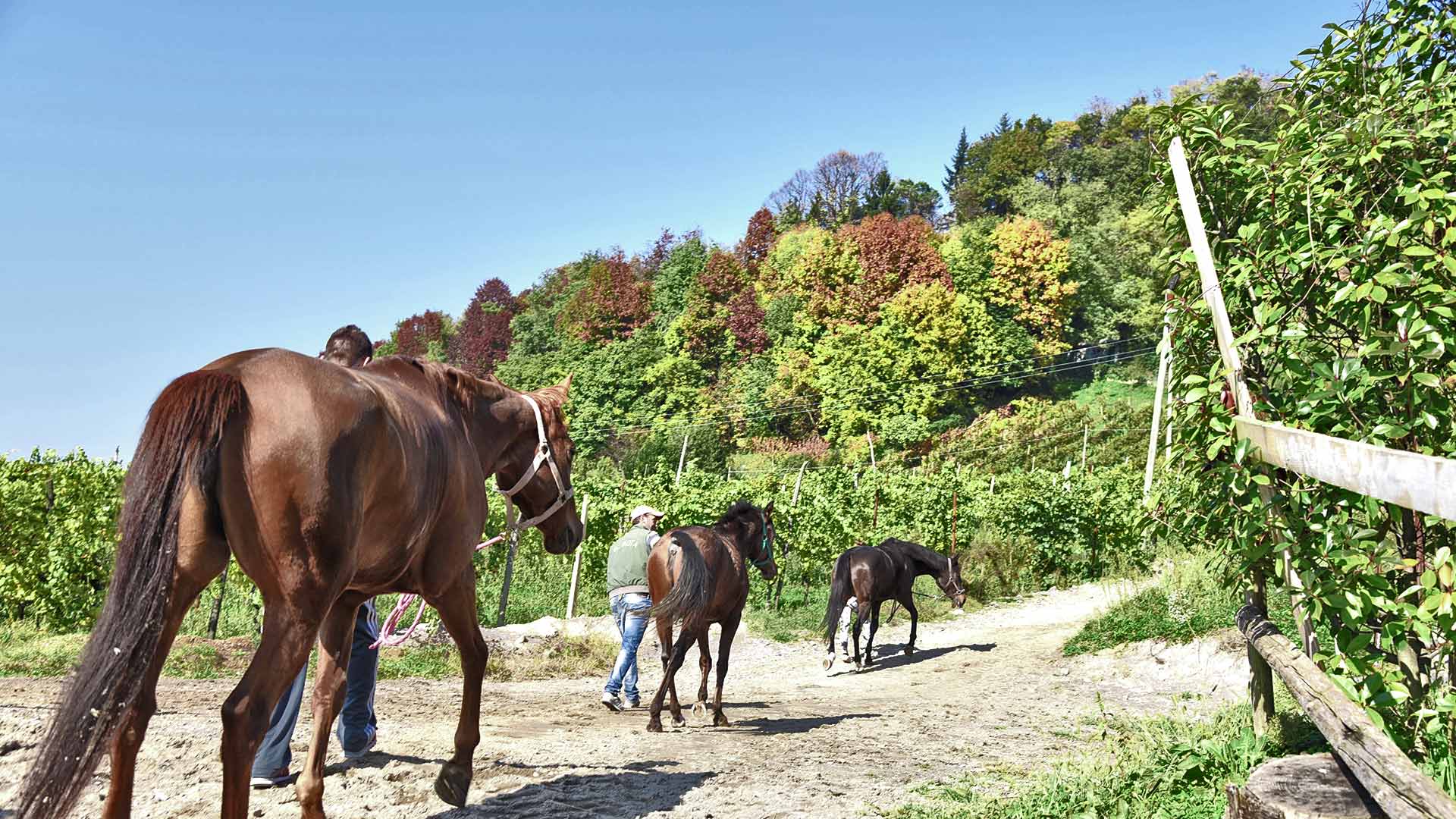 IL Maneggio dei cavalli